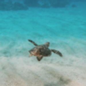 Meet your Posher, Yara.